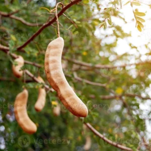 Organic Sour Tamarind Live Plant - Tamarindus indica 18-22 inch tall in 1 gal pot - Image 2