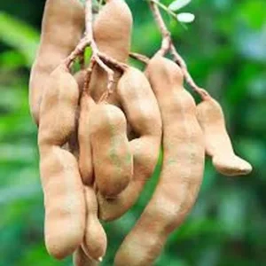 Organic Sour Tamarind Live Plant - Tamarindus indica 18-22 inch tall in 1 gal pot - Image 3