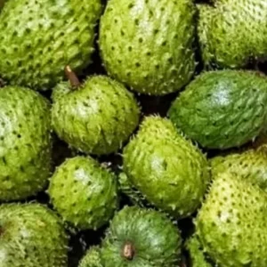 Organic Soursop Guanabana Live Plant – 1/2 Gallon Pot – Tropical Fruit Tree - Image 2