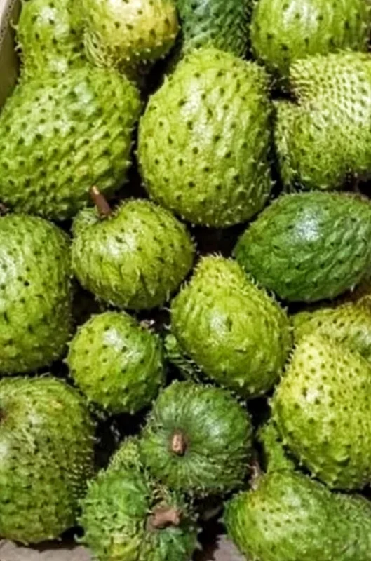 Organic Soursop Guanabana Live Plant – 1/2 Gallon Pot – Tropical Fruit Tree - Image 2