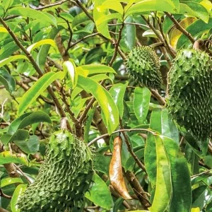 Organic Soursop Guanabana Live Plant – 1/2 Gallon Pot – Tropical Fruit Tree - Image 3