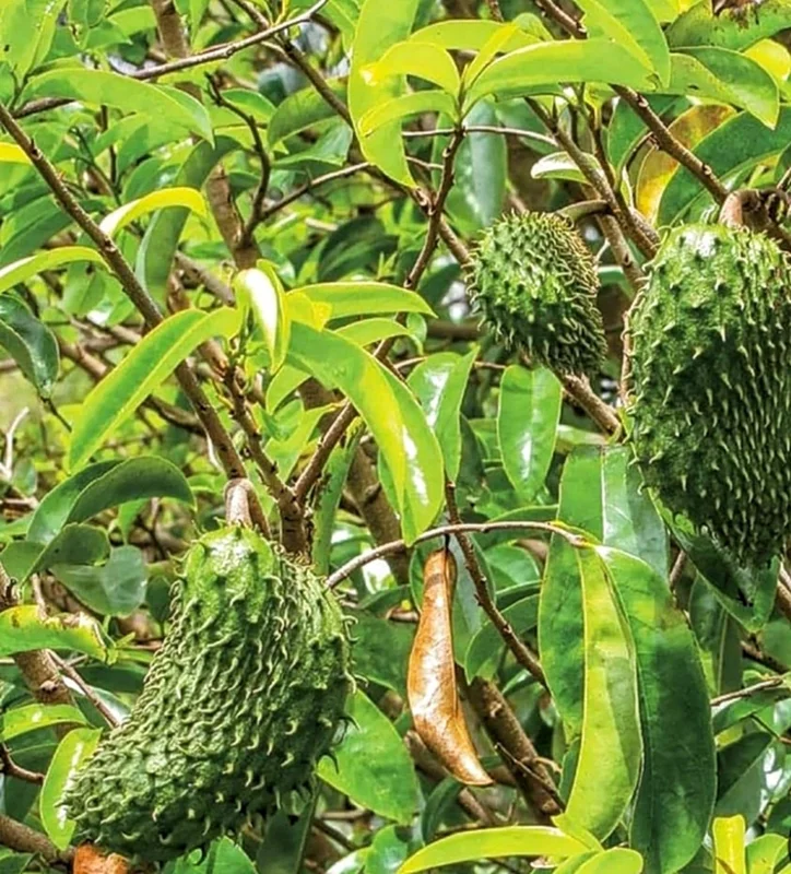 Organic Soursop Guanabana Live Plant – 1/2 Gallon Pot – Tropical Fruit Tree - Image 3