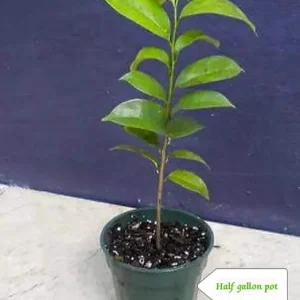 Organic Soursop Guanabana Live Plant – 1/2 Gallon Pot – Tropical Fruit Tree - Image 4