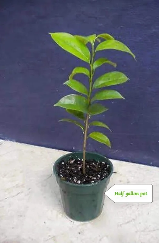 Organic Soursop Guanabana Live Plant – 1/2 Gallon Pot – Tropical Fruit Tree - Image 4