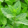 Organic Spearmint Seeds (Mentha Spicata) - 500+ Count Herb Seeds for Tea & Garden - Image 1
