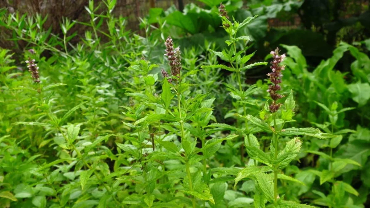 Organic Spearmint Seeds (Mentha Spicata) - 500+ Count Herb Seeds for Tea & Garden - Image 2