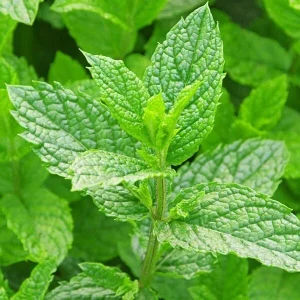 Organic Spearmint Seeds (Mentha Spicata) - 500+ Count Herb Seeds for Tea & Garden - Image 1