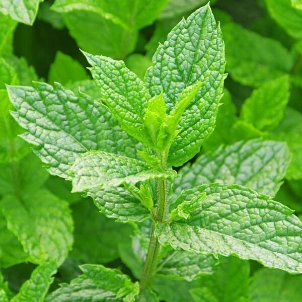 Organic Spearmint Seeds (Mentha Spicata) - 500+ Count Herb Seeds for Tea & Garden - Image 1