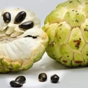 Organic Sugar Apple Live Plant (Custard Apple) – half Gallon Pot - Image 1