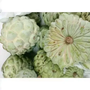 Organic Sugar Apple Live Plant (Custard Apple) – half Gallon Pot - Image 4