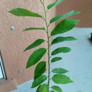 Organic Sugar Apple Na Dai (Annona squamosa) Live Plant Seedling – 7-12 inch Tall - Image 3