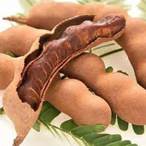 Organic Sweet Tamarind Live Plant – Tamarindus indica – 18-22 inch Tall – 1 Gallon Pot - Image 2