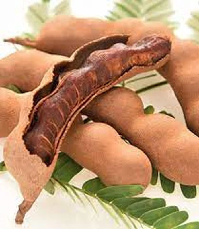 Organic Sweet Tamarind Live Plant – Tamarindus indica – 18-22 inch Tall – 1 Gallon Pot - Image 2