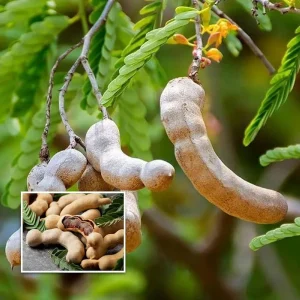 Organic Sweet Tamarind Live Plant – Tamarindus indica – 18-22 inch Tall – 1 Gallon Pot - Image 3