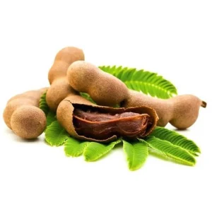 Organic Sweet Tamarind Live Plant – Tamarindus indica – 18-22 inch Tall – 1 Gallon Pot - Image 1