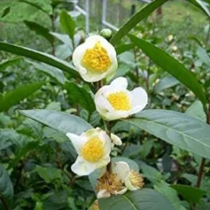 Organic Tea Plant Bush (Camellia sinensis) Live Plant - 1 Gallon Pot - Image 2