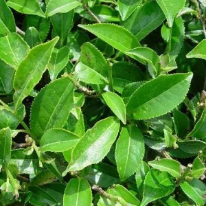 Organic Tea Plant Bush (Camellia sinensis) Live Plant - 1 Gallon Pot - Image 3