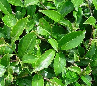 Organic Tea Plant Bush (Camellia sinensis) Live Plant - 1 Gallon Pot - Image 3