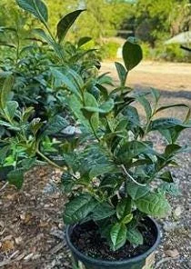 Organic Tea Plant Bush (Camellia sinensis) Live Plant - 1 Gallon Pot - Image 4