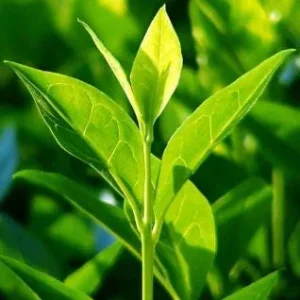 Organic Tea Plant Bush (Camellia sinensis) Live Plant - 1 Gallon Pot - Image 1