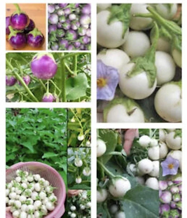 Organic Thai Eggplant Seeds - Mixed White, Purple, Green - 100+ Seeds - Annual Vegetable - Image 1