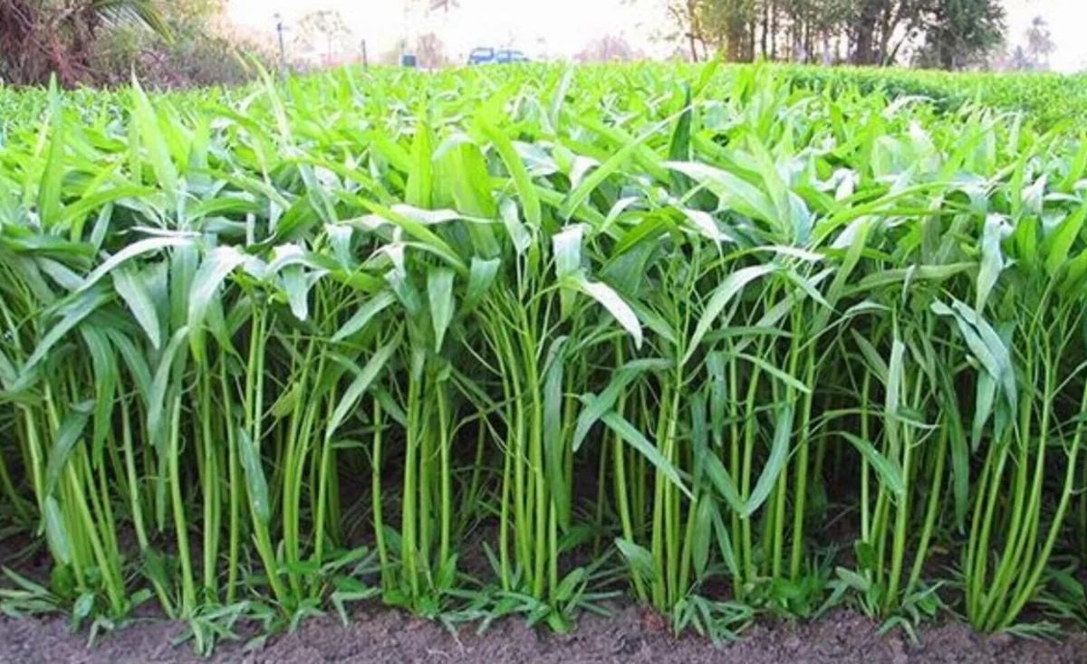 Organic Thai Water Spinach Seeds - Ong Choy Kang Kong (50+ Seeds) - Non-GMO Green Vegetable - Image 1