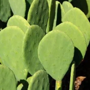 Organic Thornless Prickly Pear Live Plant - Edible Cactus - Image 2