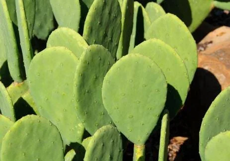 Organic Thornless Prickly Pear Live Plant - Edible Cactus - Image 2