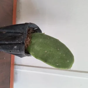 Organic Thornless Prickly Pear Live Plant - Edible Cactus - Image 3