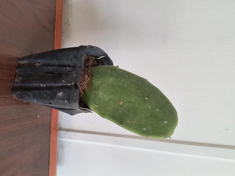 Organic Thornless Prickly Pear Live Plant - Edible Cactus - Image 3