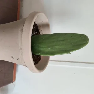 Organic Thornless Prickly Pear Live Plant - Edible Cactus - Image 4