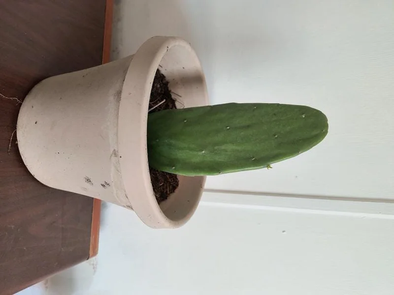 Organic Thornless Prickly Pear Live Plant - Edible Cactus - Image 4