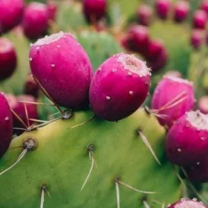 Organic Thornless Prickly Pear Live Plant - Edible Cactus - Image 1