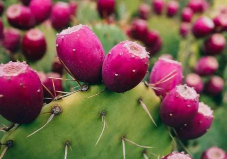 Organic Thornless Prickly Pear Live Plant - Edible Cactus - Image 1