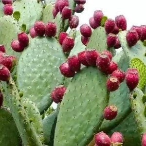 Organic Thornless Prickly Pear Plant – Live Succulent – 4 Inch Pot - Image 2