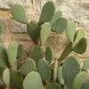Organic Thornless Prickly Pear Plant – Live Succulent – 4 Inch Pot - Image 1