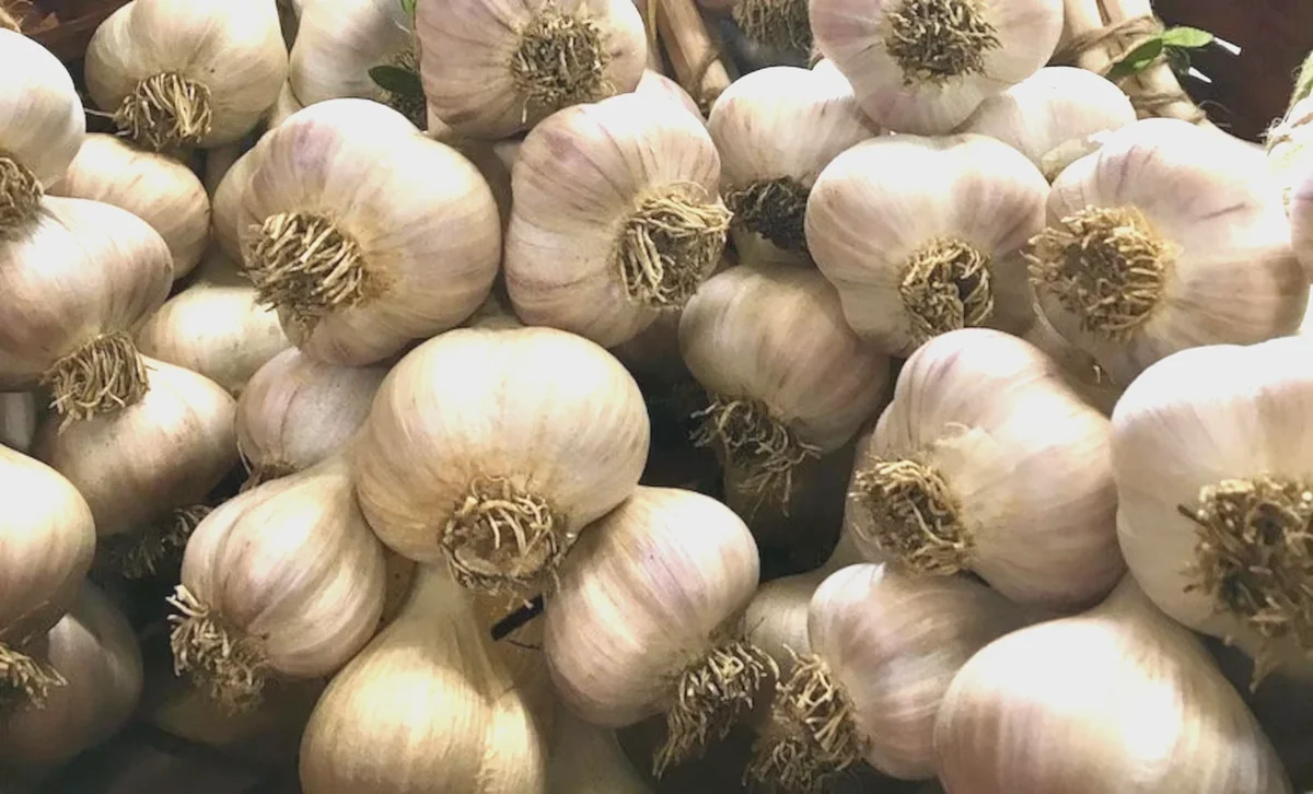 Organic Transylvanian Vampire Softneck Garlic Bulbs for Planting - 2 XL Bulbs - Image 10