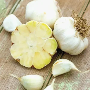 Organic Transylvanian Vampire Softneck Garlic Bulbs for Planting - 2 XL Bulbs - Image 4