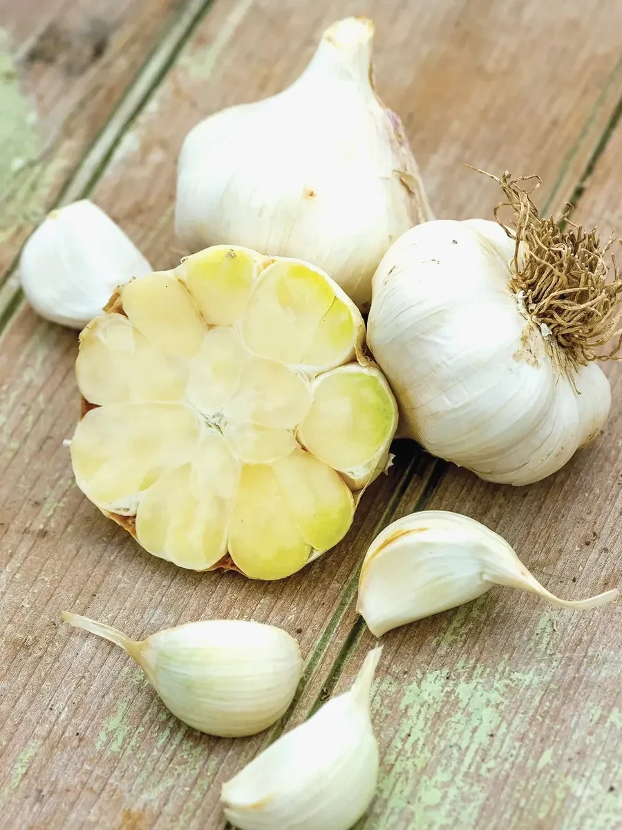 Organic Transylvanian Vampire Softneck Garlic Bulbs for Planting - 2 XL Bulbs - Image 4