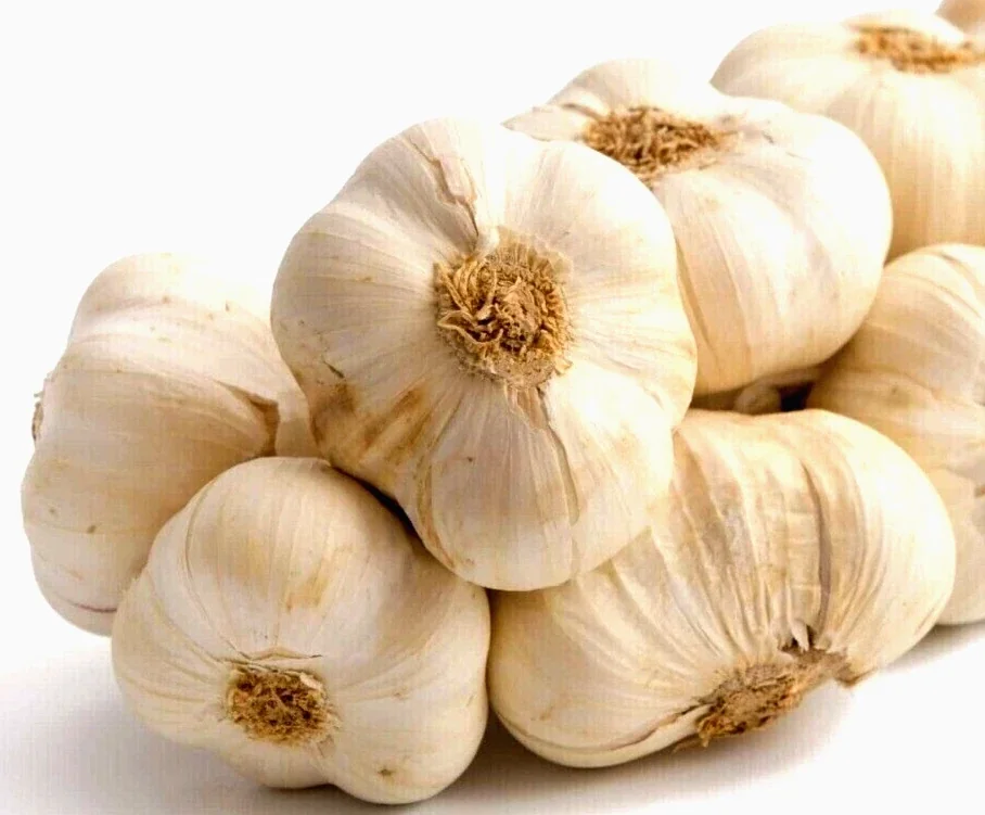 Organic Transylvanian Vampire Softneck Garlic Bulbs for Planting - 2 XL Bulbs - Image 5