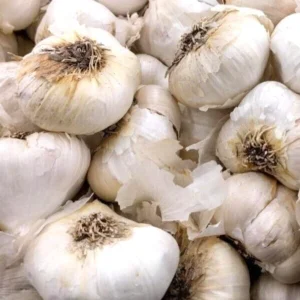 Organic Transylvanian Vampire Softneck Garlic Bulbs for Planting - 2 XL Bulbs - Image 6