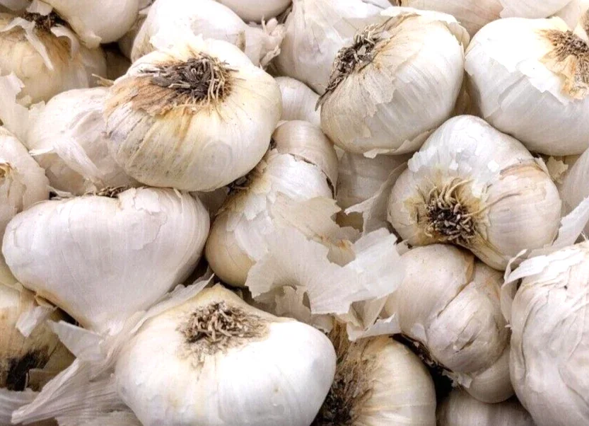 Organic Transylvanian Vampire Softneck Garlic Bulbs for Planting - 2 XL Bulbs - Image 6