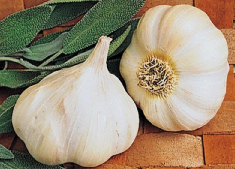 Organic Transylvanian Vampire Softneck Garlic Bulbs for Planting - 2 XL Bulbs - Image 7