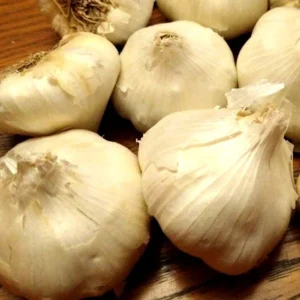 Organic Transylvanian Vampire Softneck Garlic Bulbs for Planting - 2 XL Bulbs - Image 8