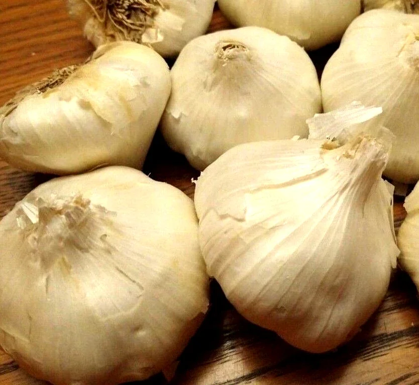 Organic Transylvanian Vampire Softneck Garlic Bulbs for Planting - 2 XL Bulbs - Image 8