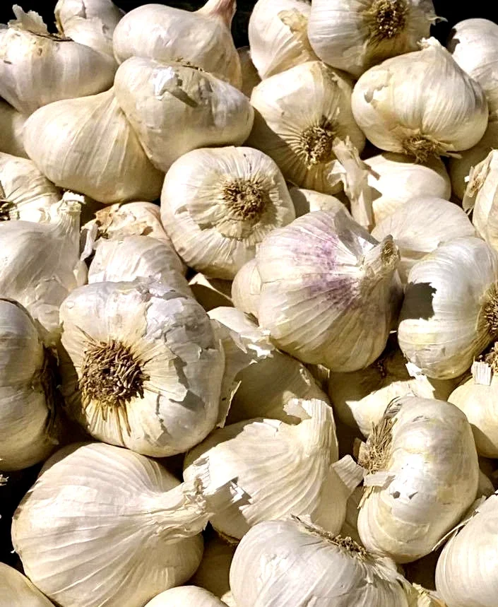 Organic Transylvanian Vampire Softneck Garlic Bulbs for Planting - 2 XL Bulbs - Image 9