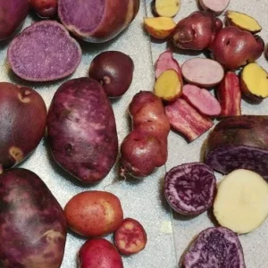 Organic True Potato Seeds 50 Count - Purple, Red, Yellow Color Mix for Planting - Image 2