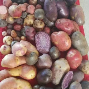 Organic True Potato Seeds - 50 Count Purple, Red, Yellow Color Mix - Vegetable Seeds - Image 1