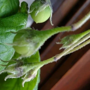 Organic True Potato Seeds - 50 Count Purple, Red, Yellow Color Mix - Vegetable Seeds - Image 5