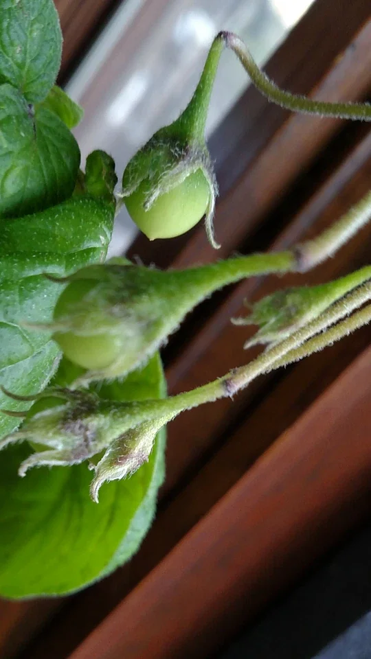 Organic True Potato Seeds - 50 Count Purple, Red, Yellow Color Mix - Vegetable Seeds - Image 5